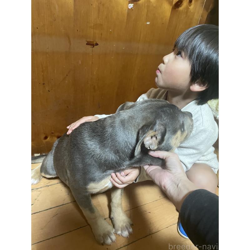 販売中の佐賀県のアメリカンピットブルテリア-450478の5枚目