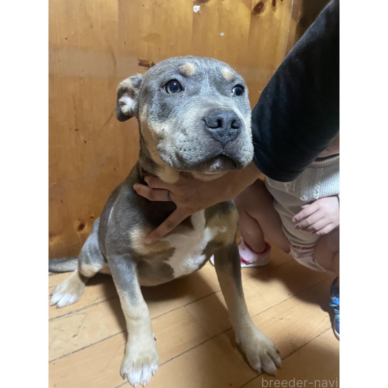 販売中の佐賀県のアメリカンピットブルテリア-450478の4枚目