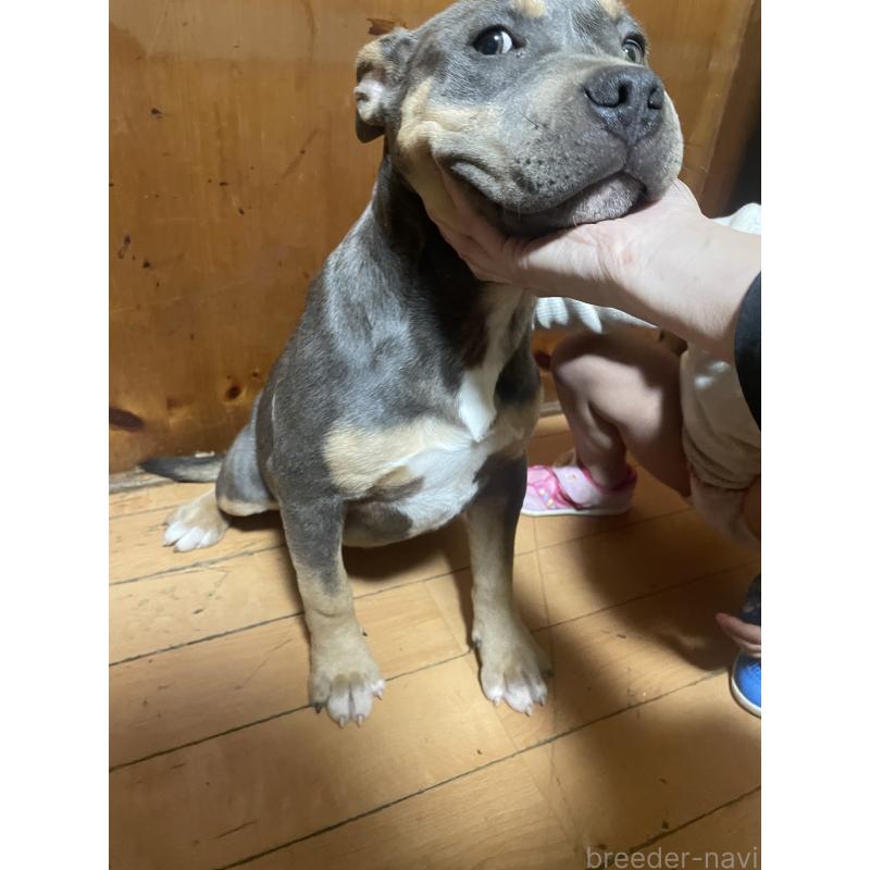 販売中の佐賀県のアメリカンピットブルテリア-450478の3枚目