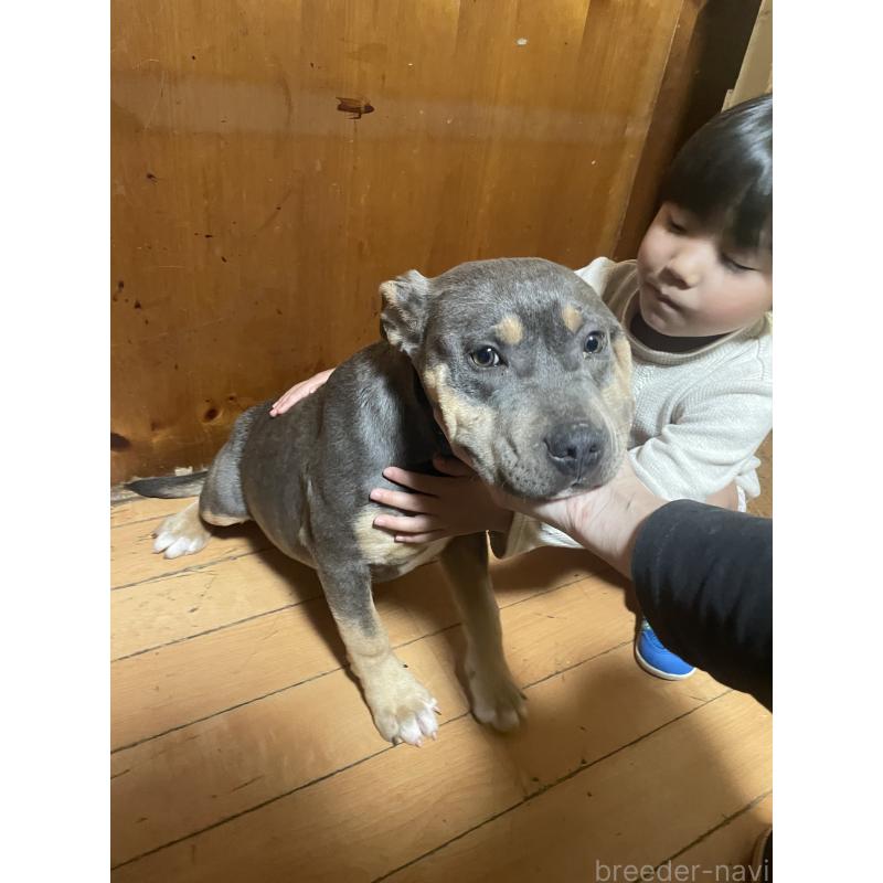 販売中の佐賀県のアメリカンピットブルテリア-450478の2枚目