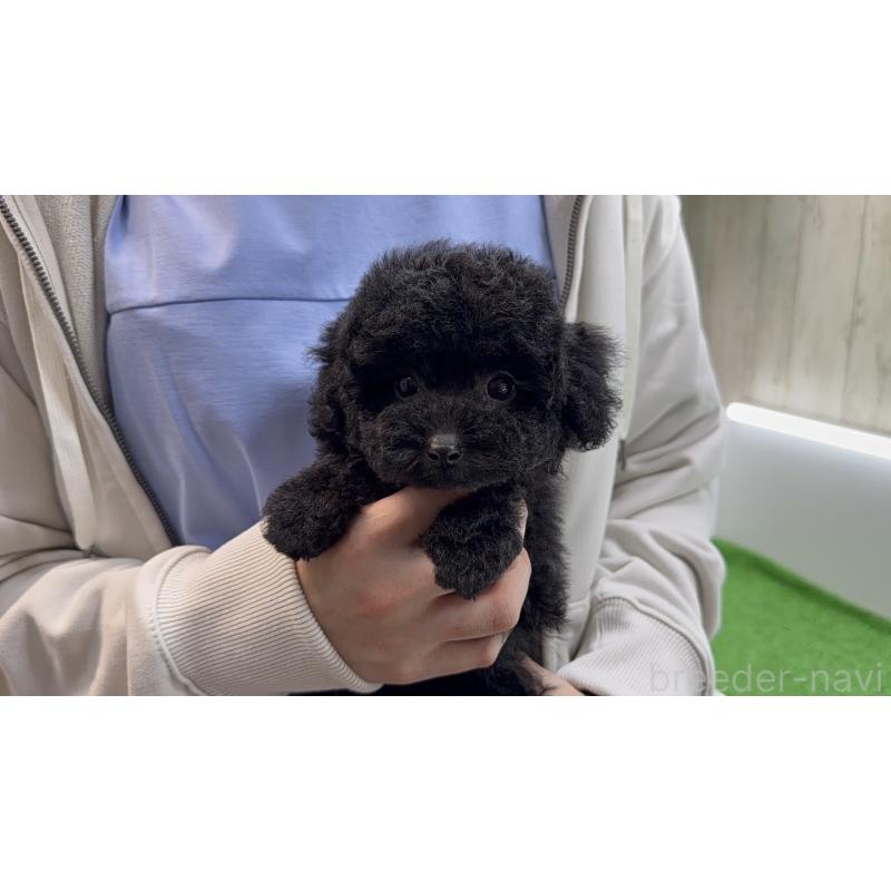 販売中の東京都のティーカッププードル-450479の7枚目