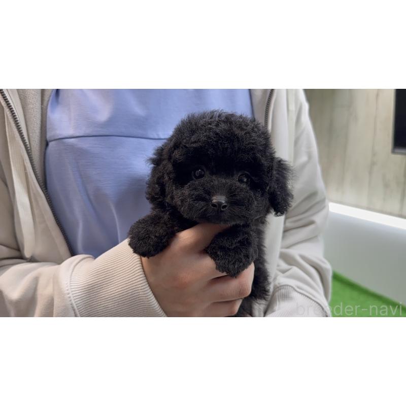 販売中の東京都のティーカッププードル-450479の6枚目