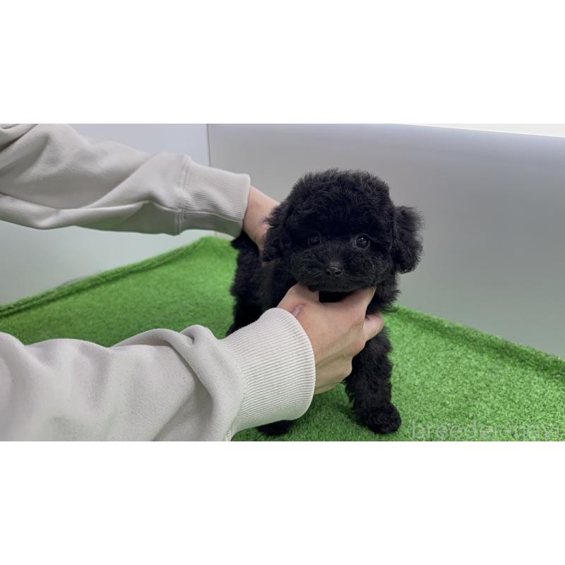 販売中の東京都のティーカッププードル-450479の4枚目