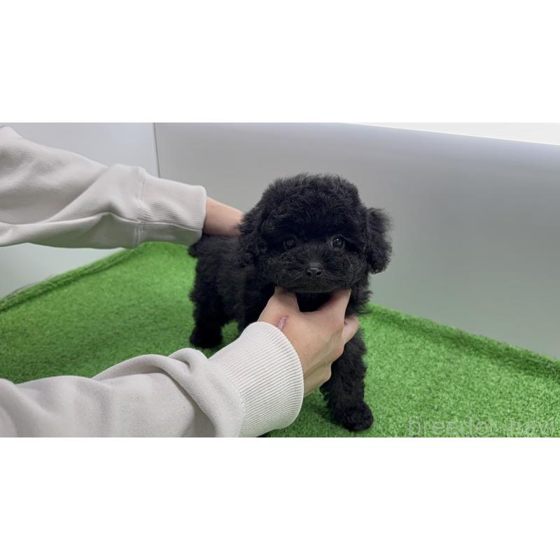 販売中の東京都のティーカッププードル-450479の2枚目