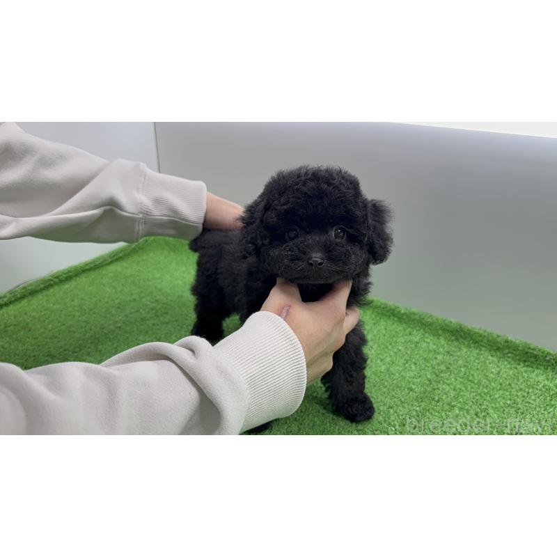 販売中の新潟県のティーカッププードル-450480の4枚目