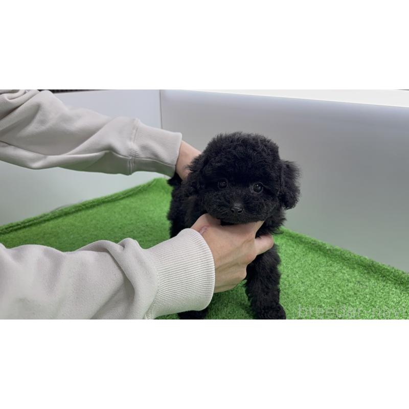 販売中の新潟県のティーカッププードル-450480の2枚目