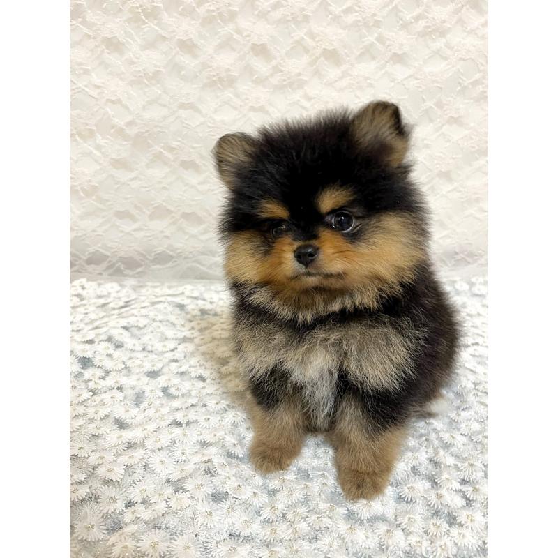 販売中の岡山県のポメラニアン-450481の3枚目