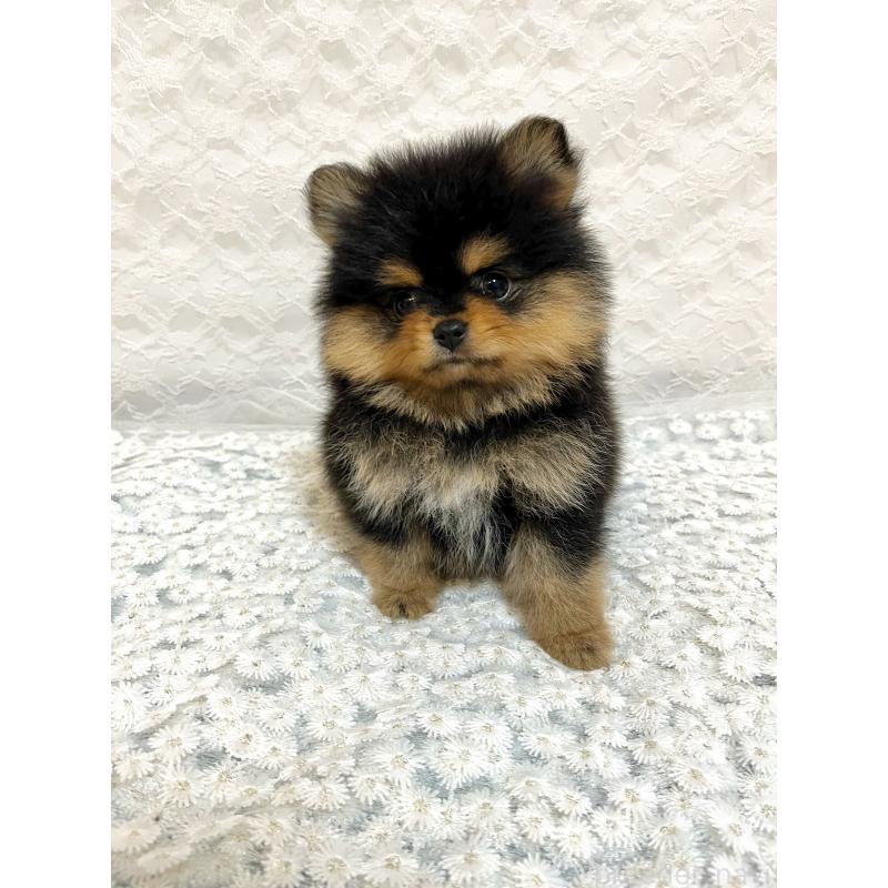 販売中の岡山県のポメラニアン-450481の2枚目