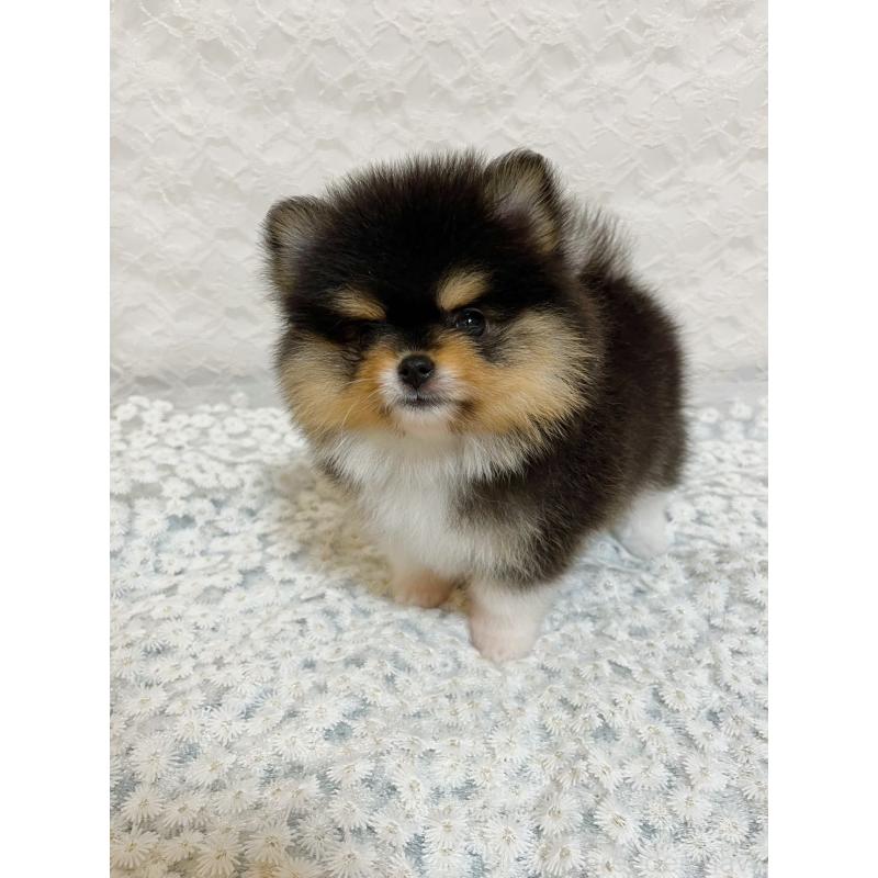 販売中の岡山県のポメラニアン-450482の3枚目