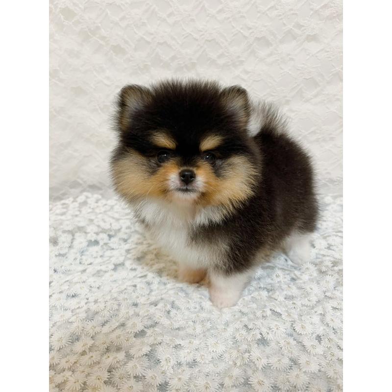 販売中の岡山県のポメラニアン-450482の2枚目