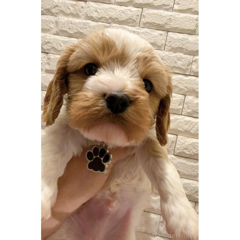 販売中の奈良県のキャバプー:キャバリア×トイプードル-450483の14枚目