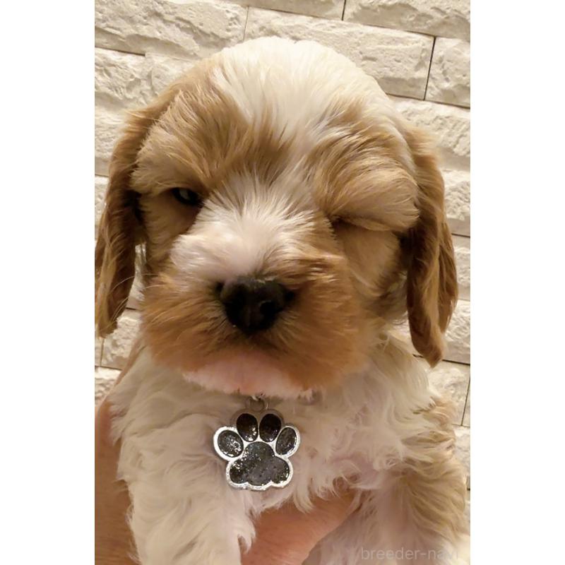 販売中の奈良県のキャバプー:キャバリア×トイプードル-450483の13枚目