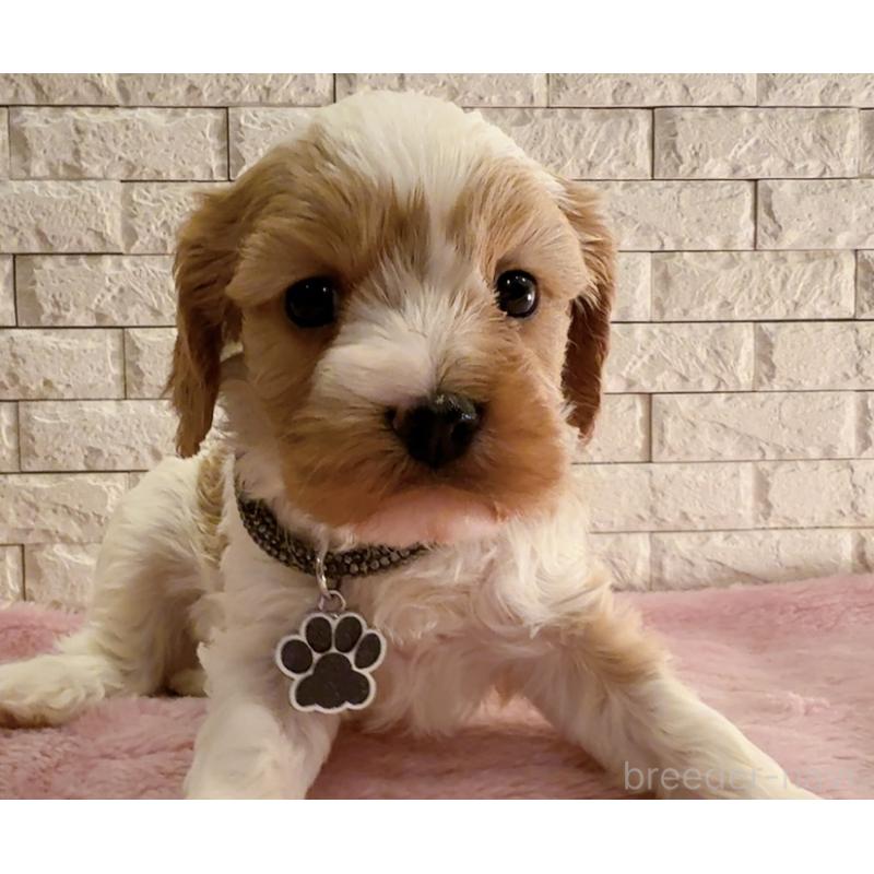 販売中の奈良県のキャバプー:キャバリア×トイプードル-450483の11枚目