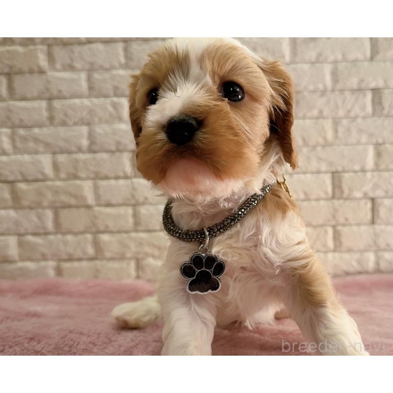 販売中の奈良県のキャバプー:キャバリア×トイプードル-450483の9枚目