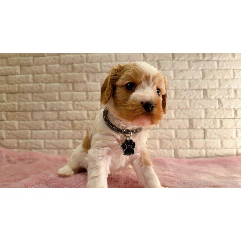 販売中の奈良県のキャバプー:キャバリア×トイプードル-450483の8枚目