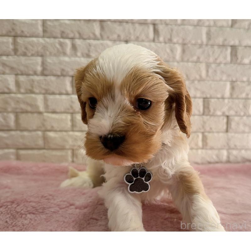 販売中の奈良県のキャバプー:キャバリア×トイプードル-450483の7枚目