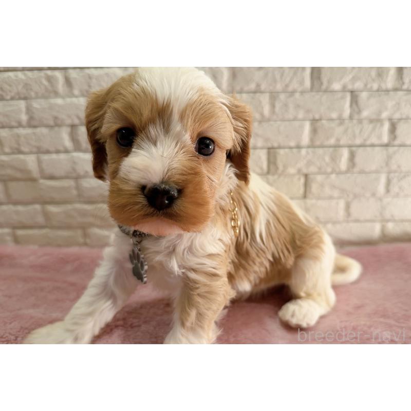 販売中の奈良県のキャバプー:キャバリア×トイプードル-450483の6枚目