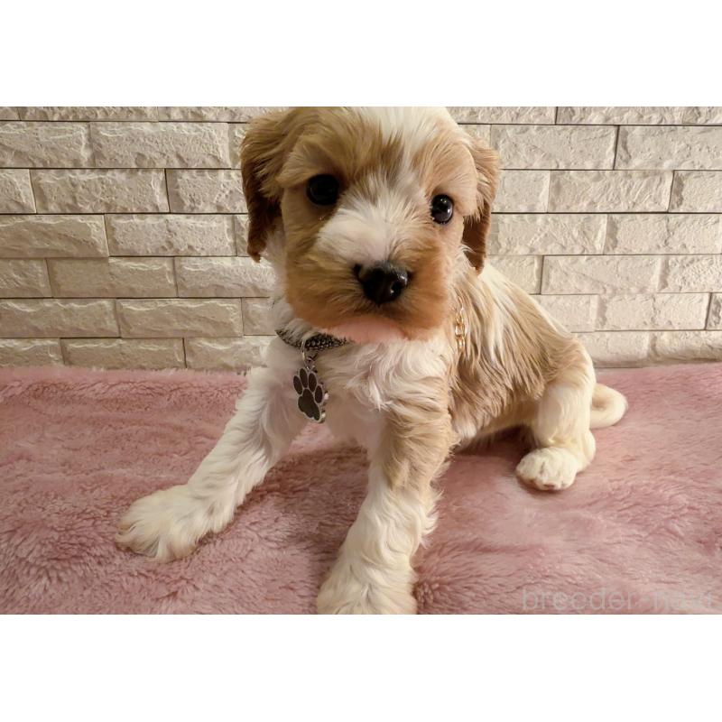 販売中の奈良県のキャバプー:キャバリア×トイプードル-450483の5枚目