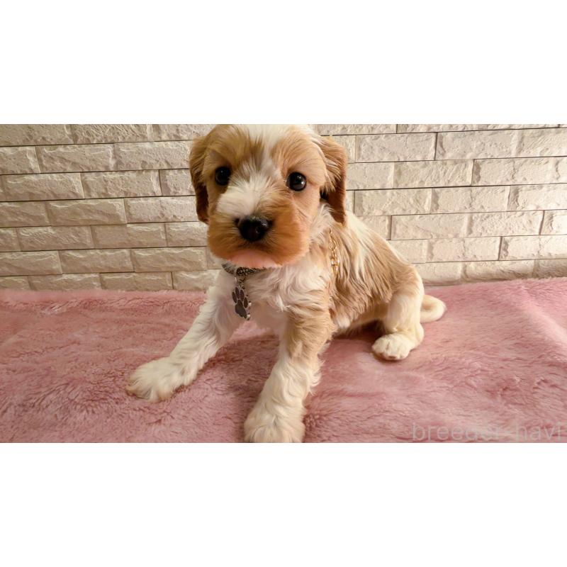 販売中の奈良県のキャバプー:キャバリア×トイプードル-450483の4枚目