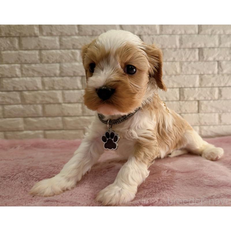 販売中の奈良県のキャバプー:キャバリア×トイプードル-450483の3枚目