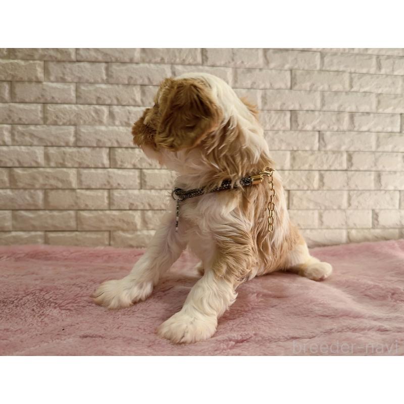 販売中の奈良県のキャバプー:キャバリア×トイプードル-450483の2枚目