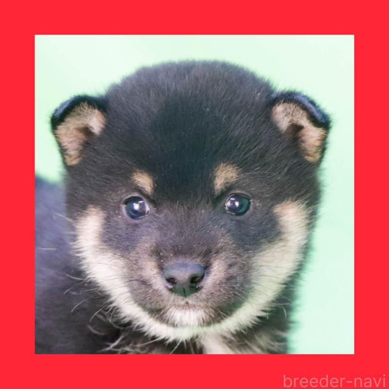 販売中の愛知県の柴犬-446833