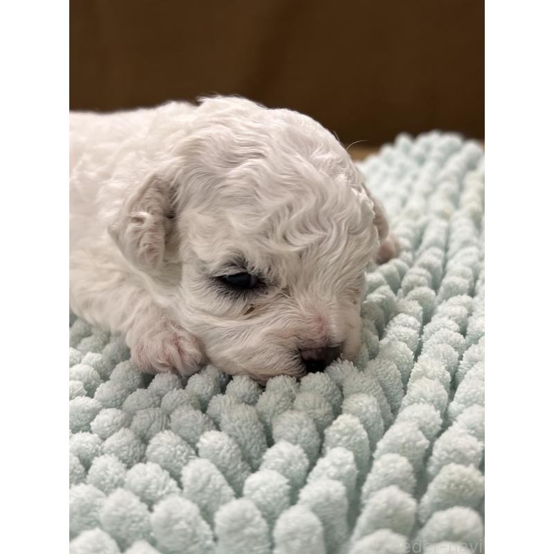 販売中の沖縄県のビションフリーゼ-450485の14枚目