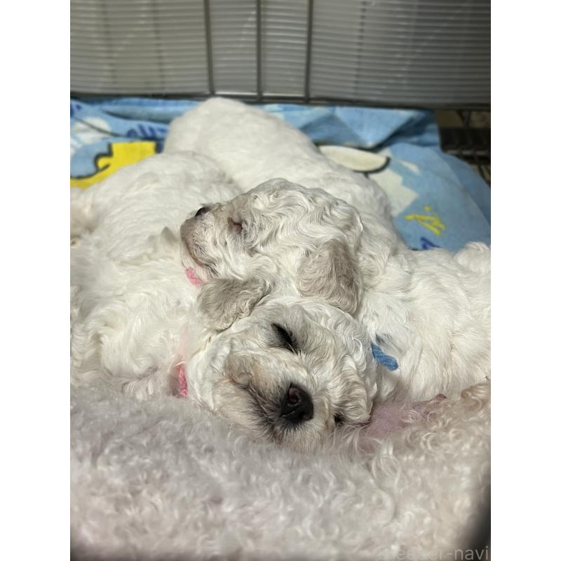 販売中の沖縄県のビションフリーゼ-450485の12枚目