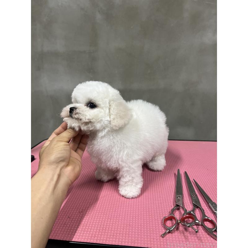 販売中の沖縄県のビションフリーゼ-450485の11枚目