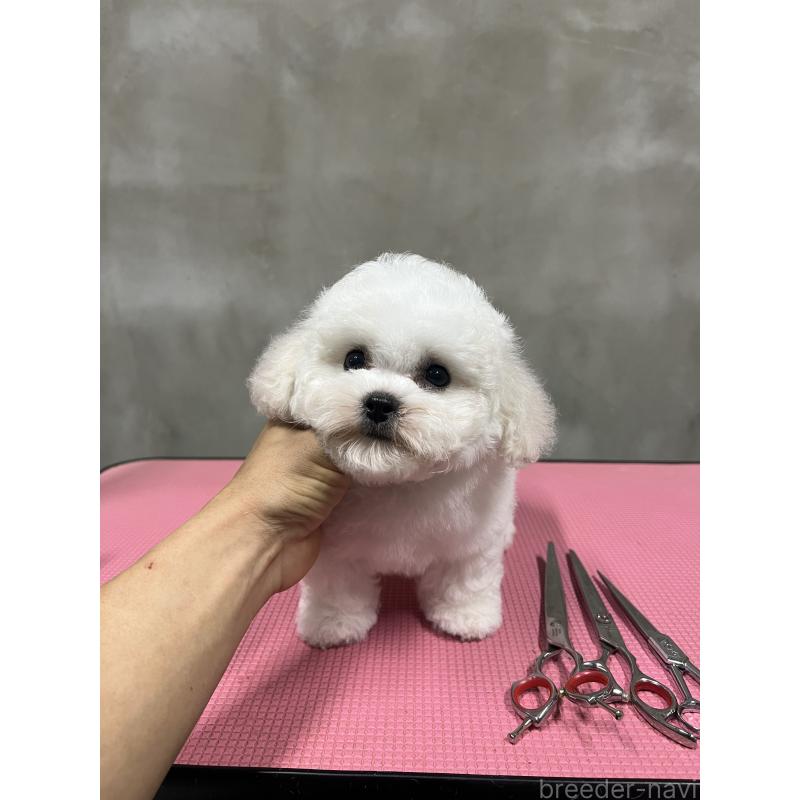 販売中の沖縄県のビションフリーゼ-450485の9枚目