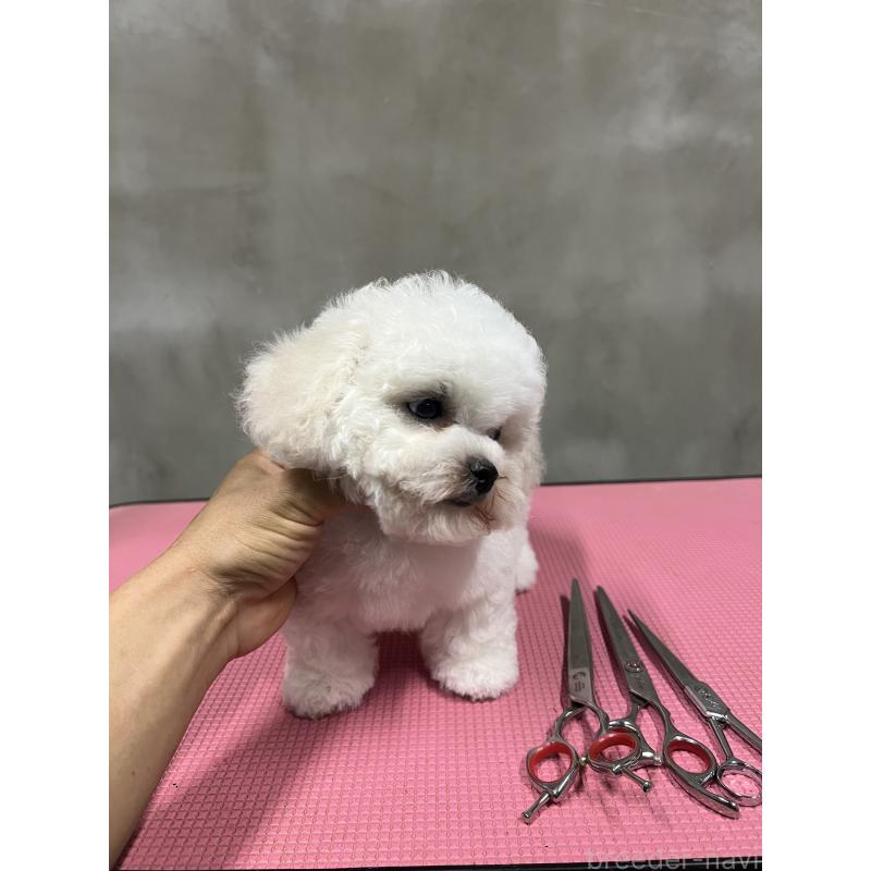 販売中の沖縄県のビションフリーゼ-450485の8枚目