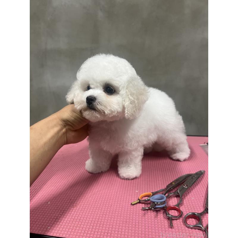 販売中の沖縄県のビションフリーゼ-450485の7枚目