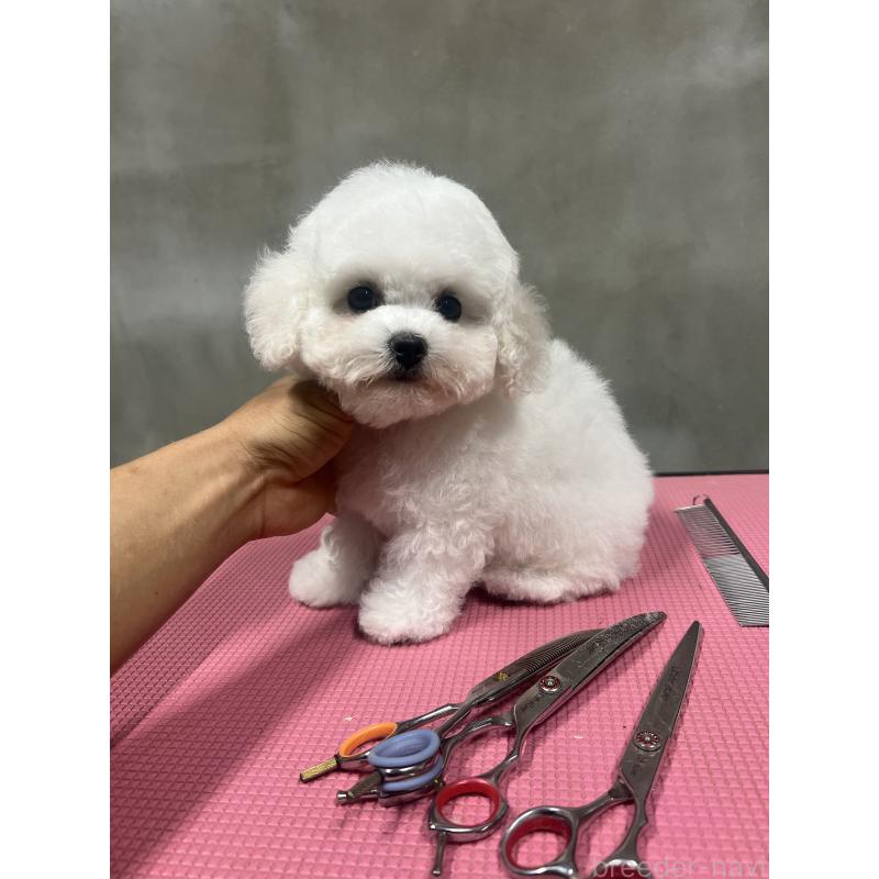 販売中の沖縄県のビションフリーゼ-450485の6枚目