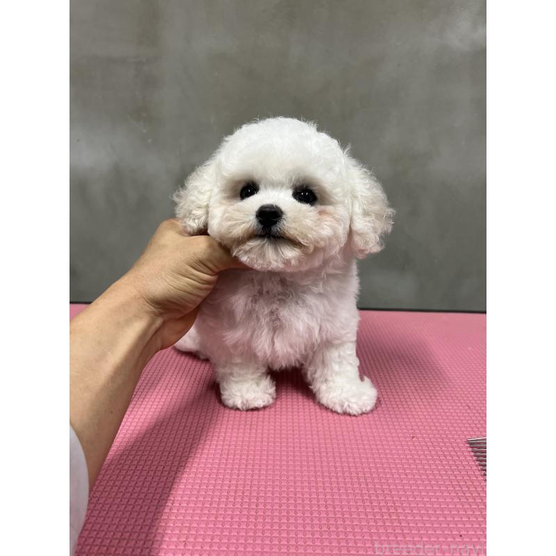 販売中の沖縄県のビションフリーゼ-450485の5枚目