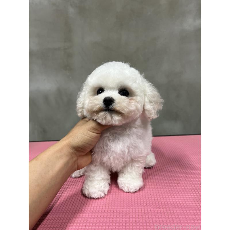 販売中の沖縄県のビションフリーゼ-450485の3枚目