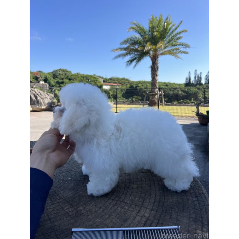 販売中の沖縄県のビションフリーゼ-450485の2枚目