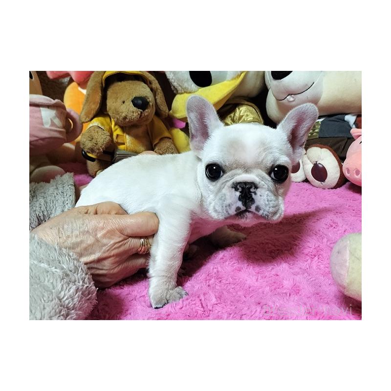 販売中の群馬県のフレンチブルドッグ-450486の5枚目