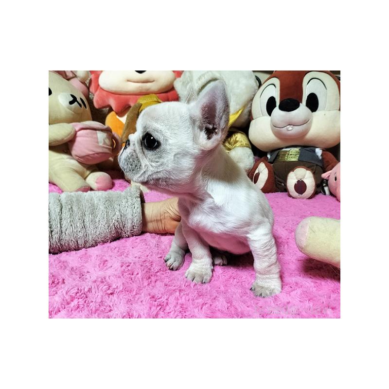 販売中の群馬県のフレンチブルドッグ-450486の4枚目