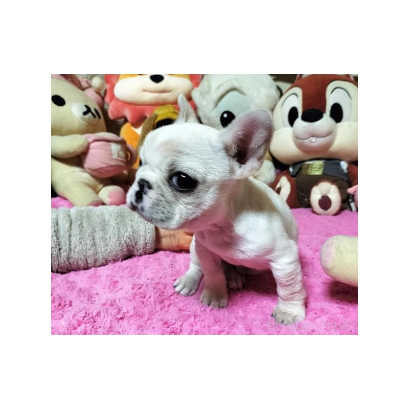 販売中の群馬県のフレンチブルドッグ-450486の3枚目