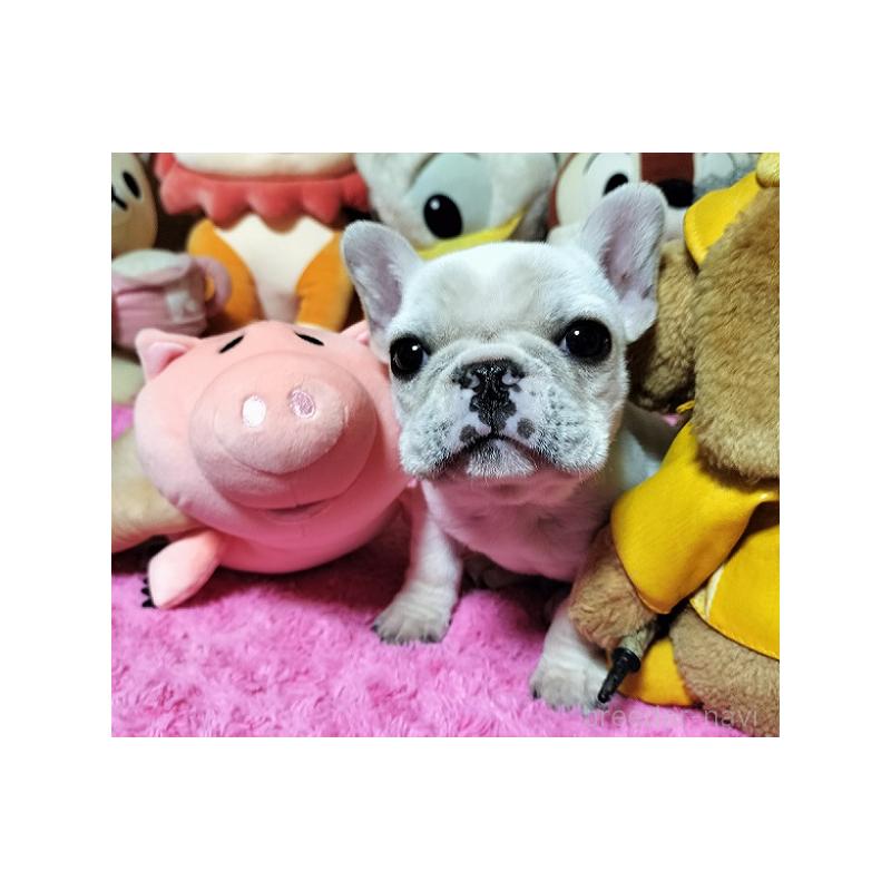 販売中の群馬県のフレンチブルドッグ-450486の2枚目