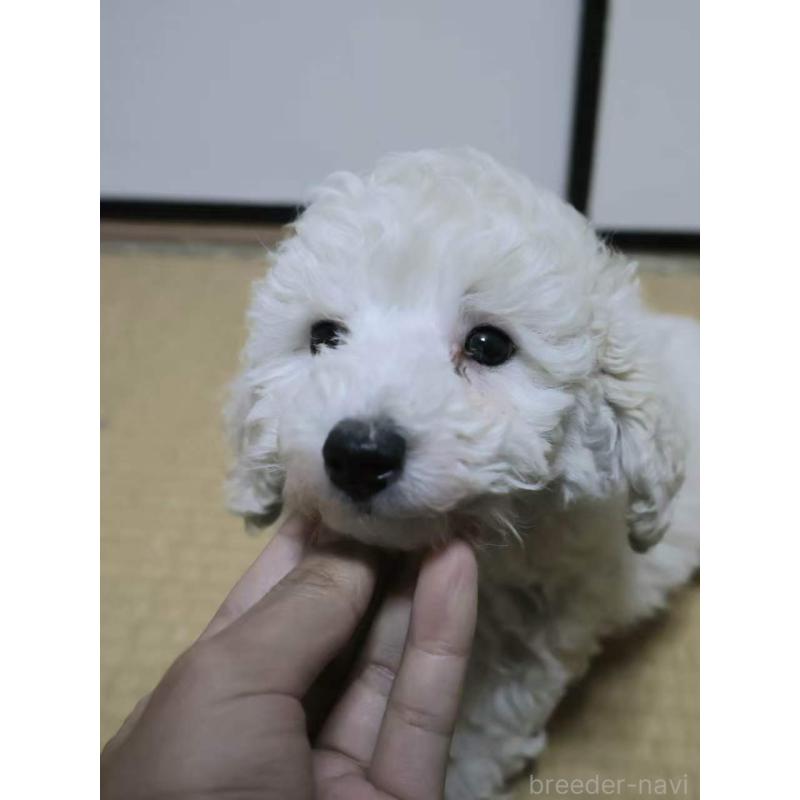 販売中の埼玉県のトイプードル-450487の6枚目