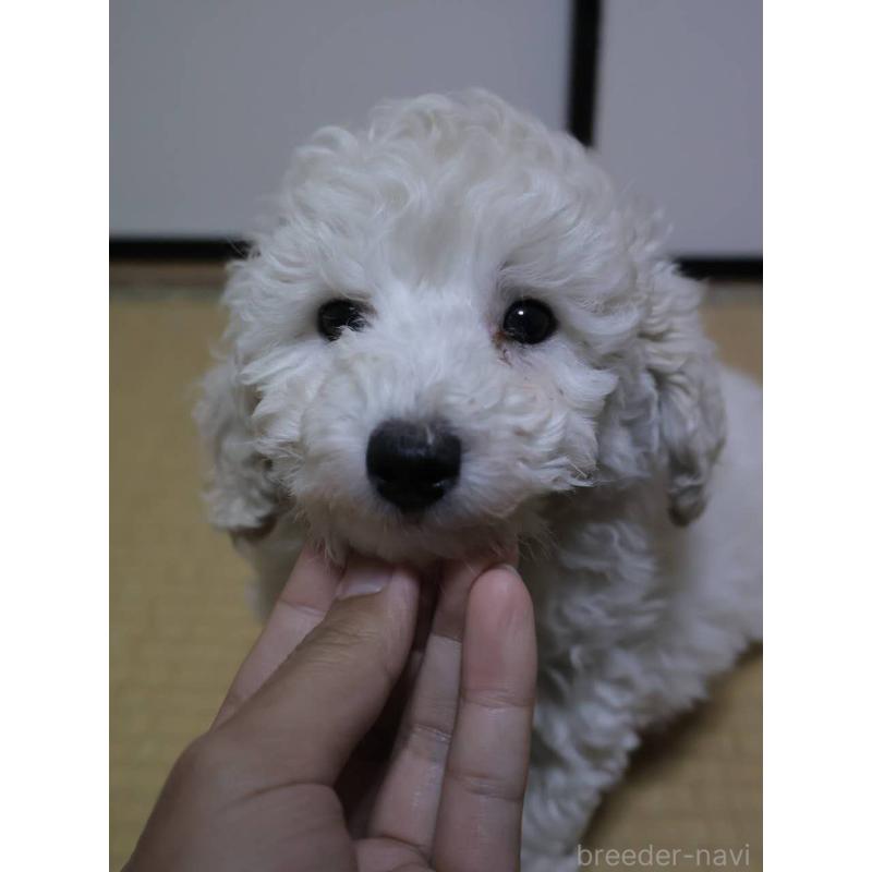 販売中の埼玉県のトイプードル-450487の3枚目