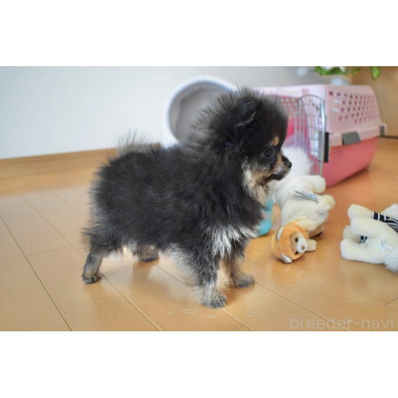 販売中の千葉県のポメラニアン-450256の11枚目