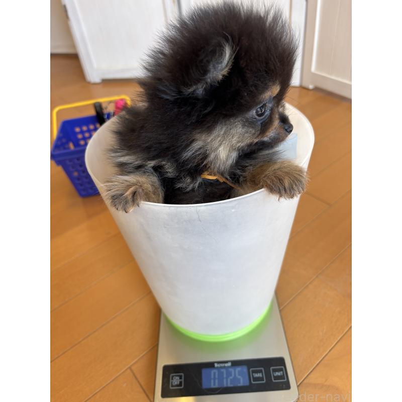 販売中の千葉県のポメラニアン-450256の10枚目