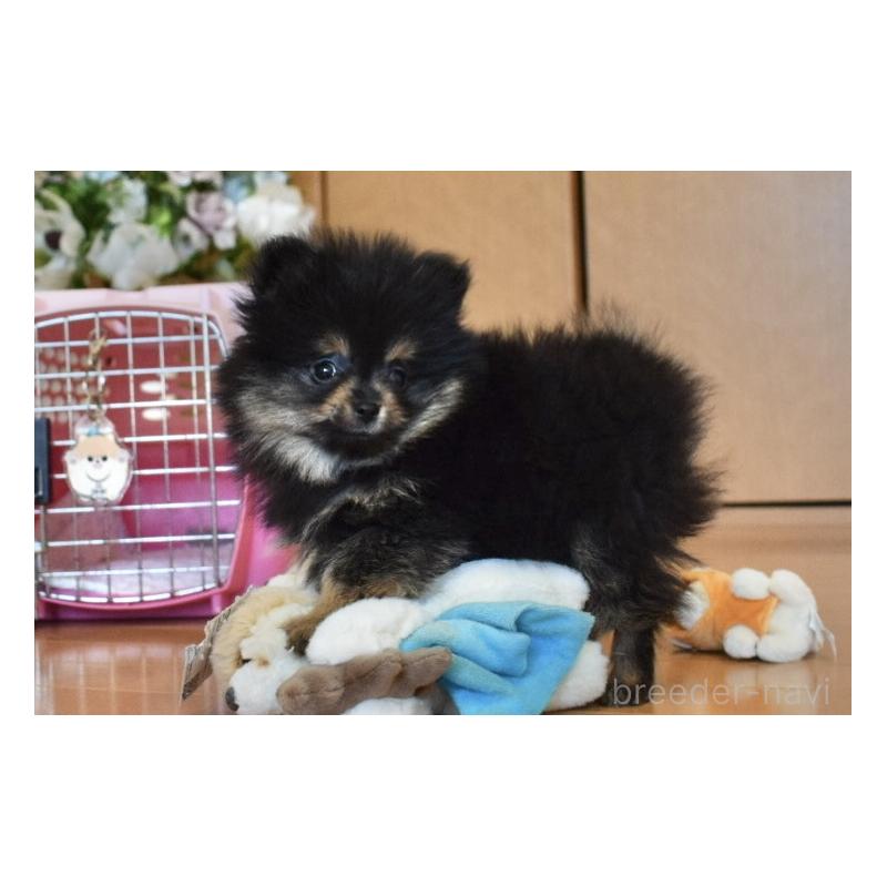 販売中の千葉県のポメラニアン-450256の9枚目