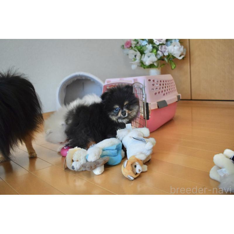 販売中の千葉県のポメラニアン-450256の8枚目