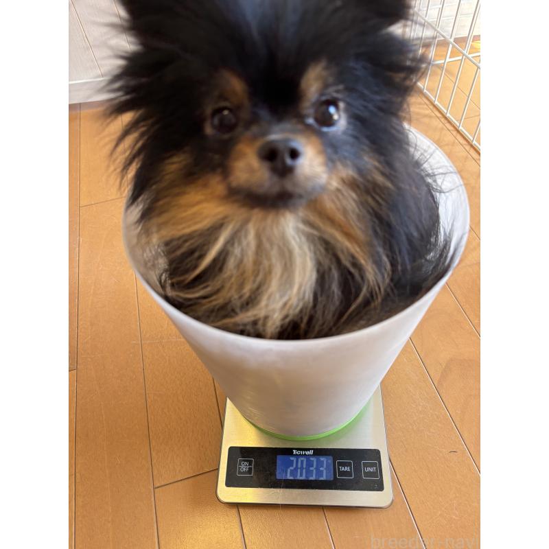 販売中の千葉県のポメラニアン-450256の7枚目