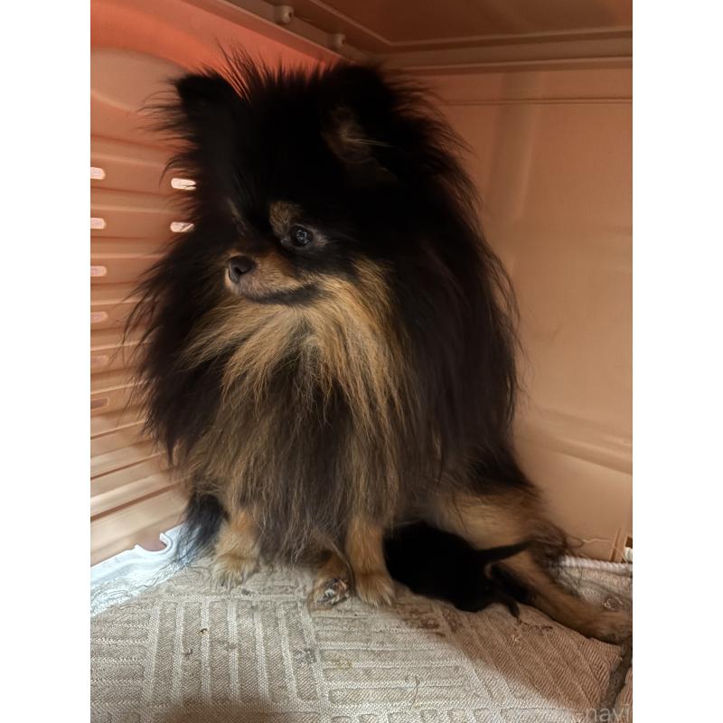 販売中の千葉県のポメラニアン-450256の6枚目