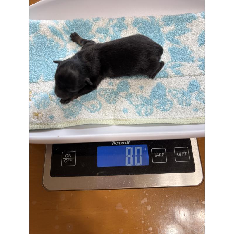 販売中の千葉県のポメラニアン-450256の5枚目