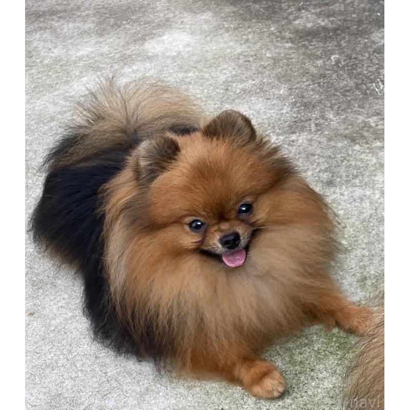 販売中の千葉県のポメラニアン-450256の4枚目